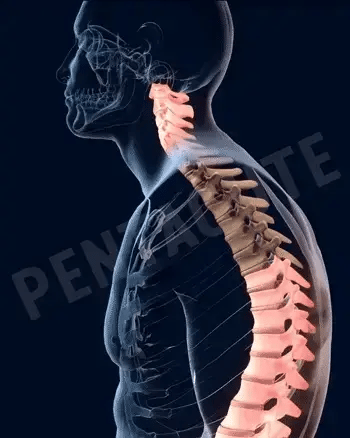 Imported Posture Corrector Belt